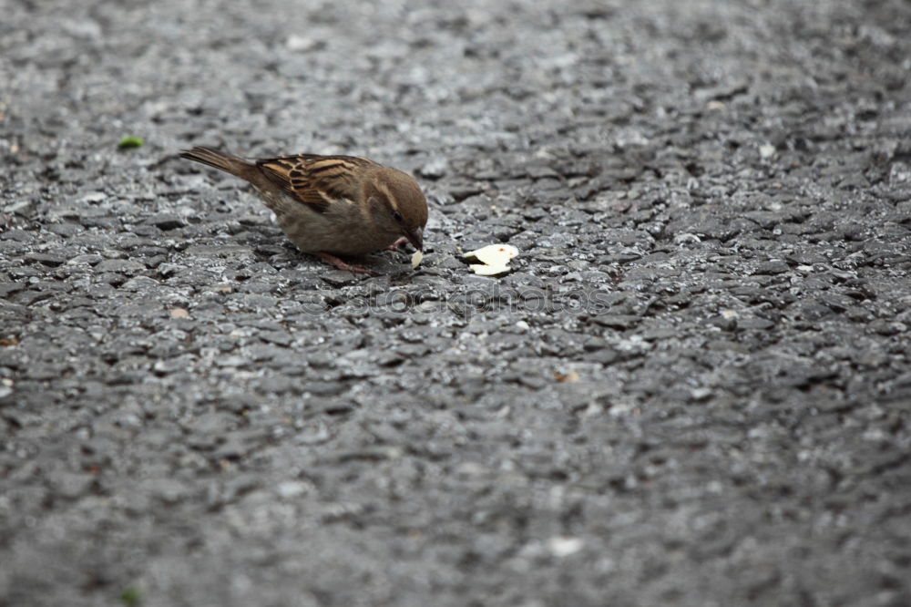 Spatzen von Venedig Vogel