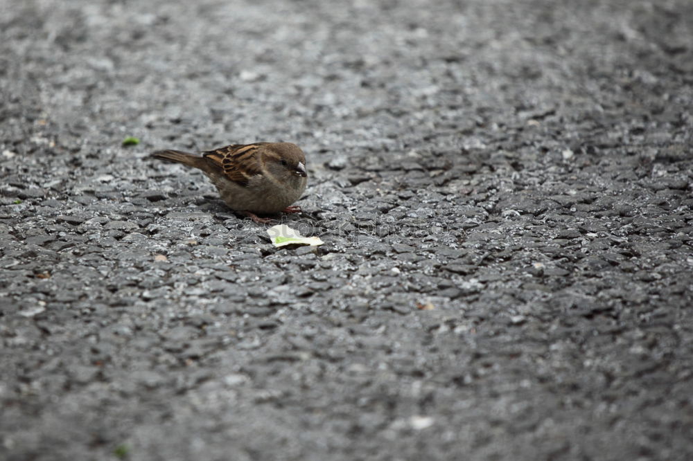 Similar – Bird HD Grass Heidelberg