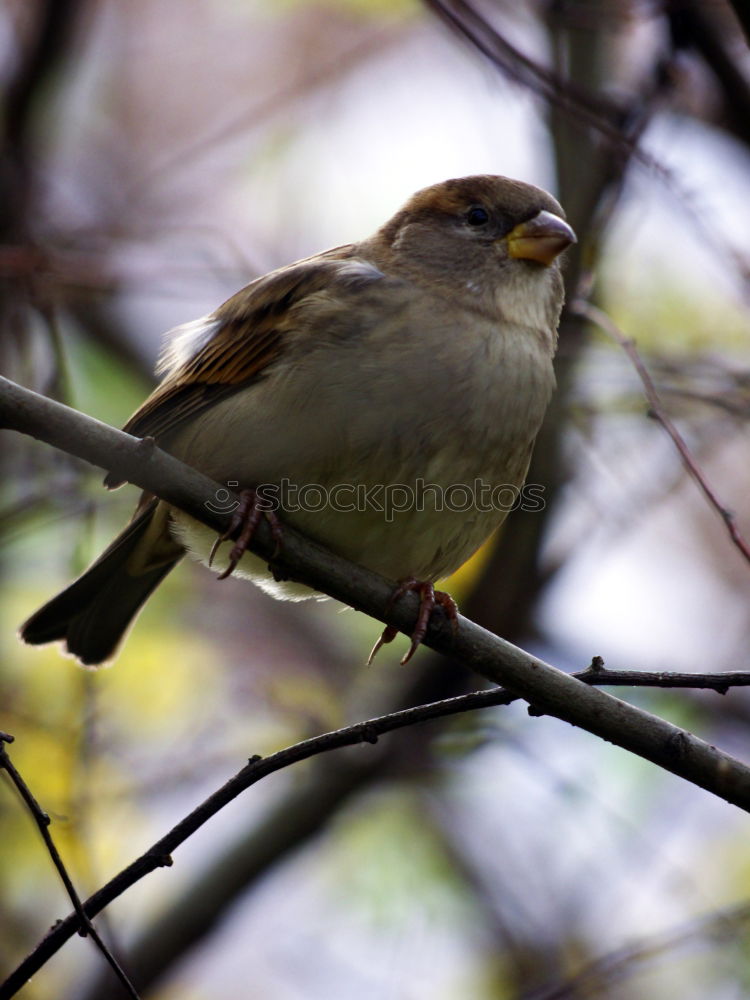 Similar – Image, Stock Photo Sparrow in the sunshine