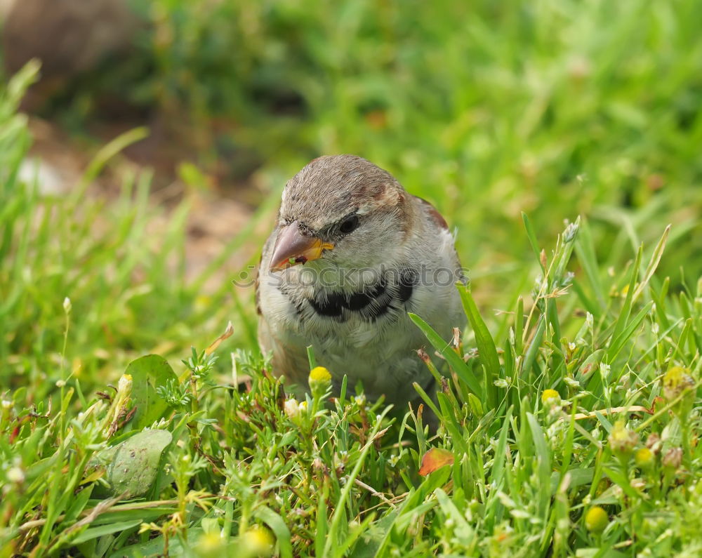 Foto Bild flügge? Vogel Küken