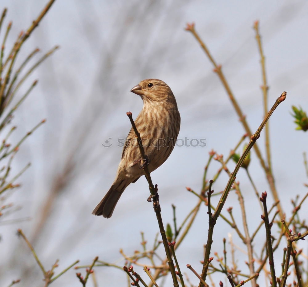 Similar – Image, Stock Photo Juniper Thrush in a Tree