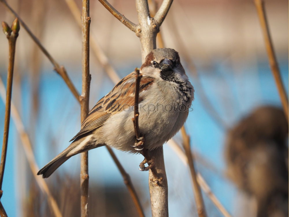 Similar – Image, Stock Photo Sparrow in the sunshine