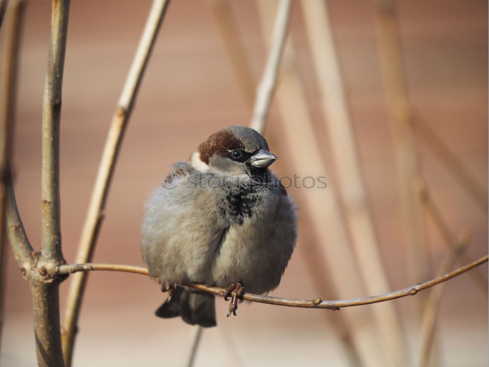 Similar – sidelong glance Animal