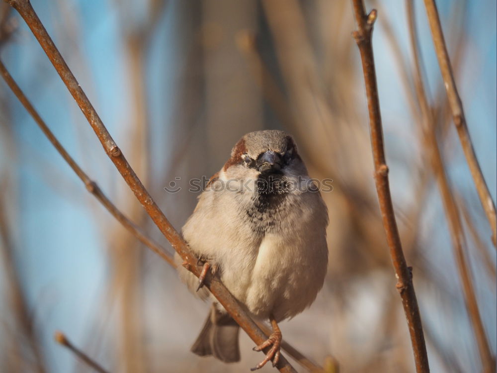 sidelong glance Animal