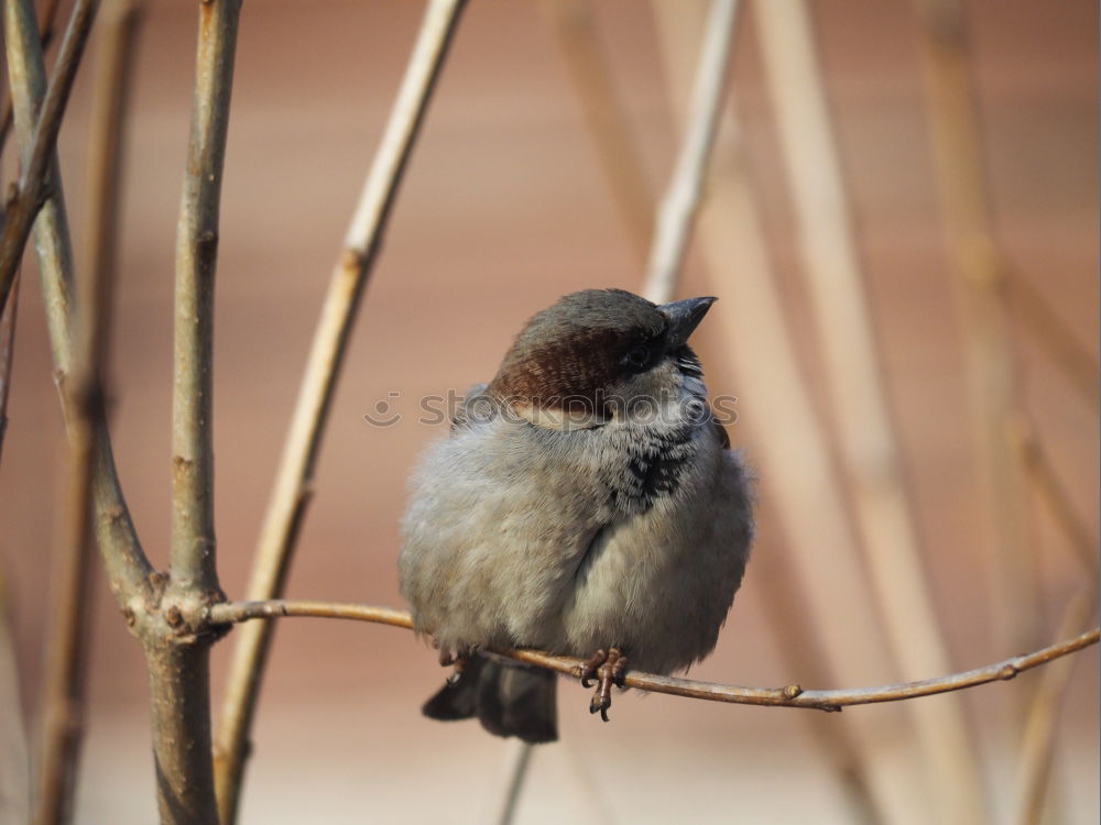 Similar – Big sparrow in autumn leaves