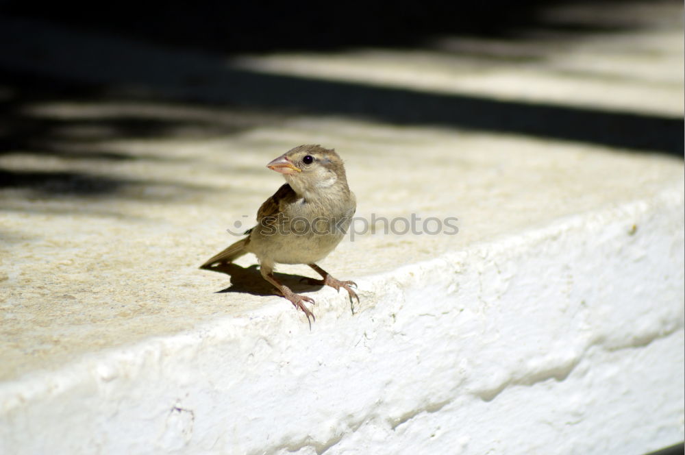 Similar – Spatzen von Venedig Vogel