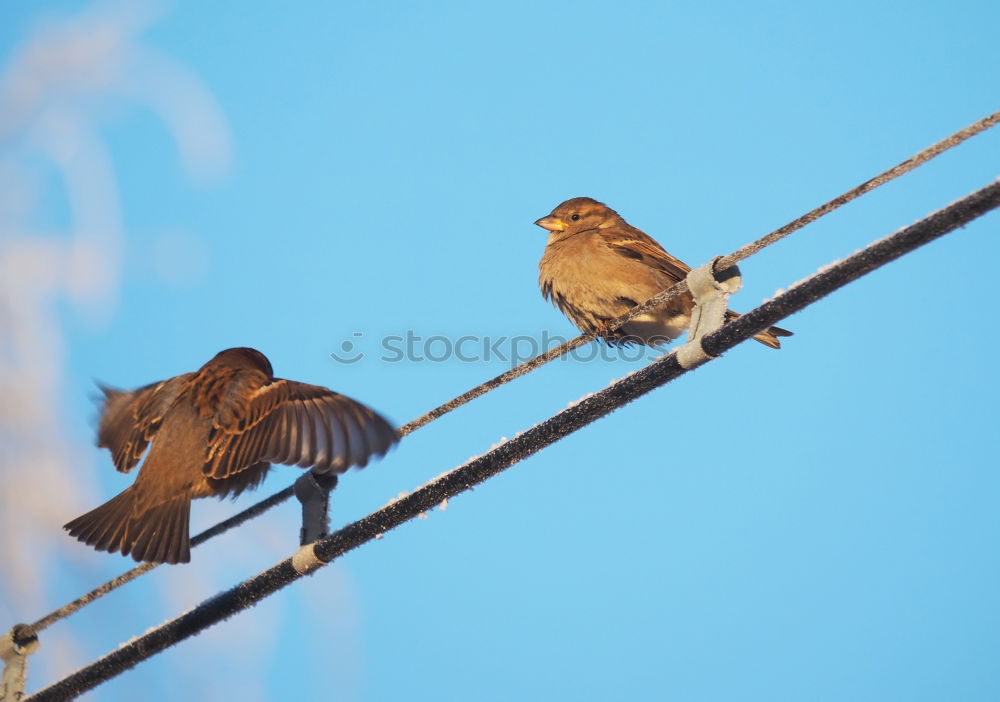 Similar – in pairs Bird Sparrow Tree