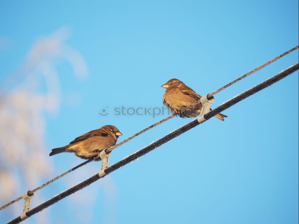 Similar – in pairs Bird Sparrow Tree