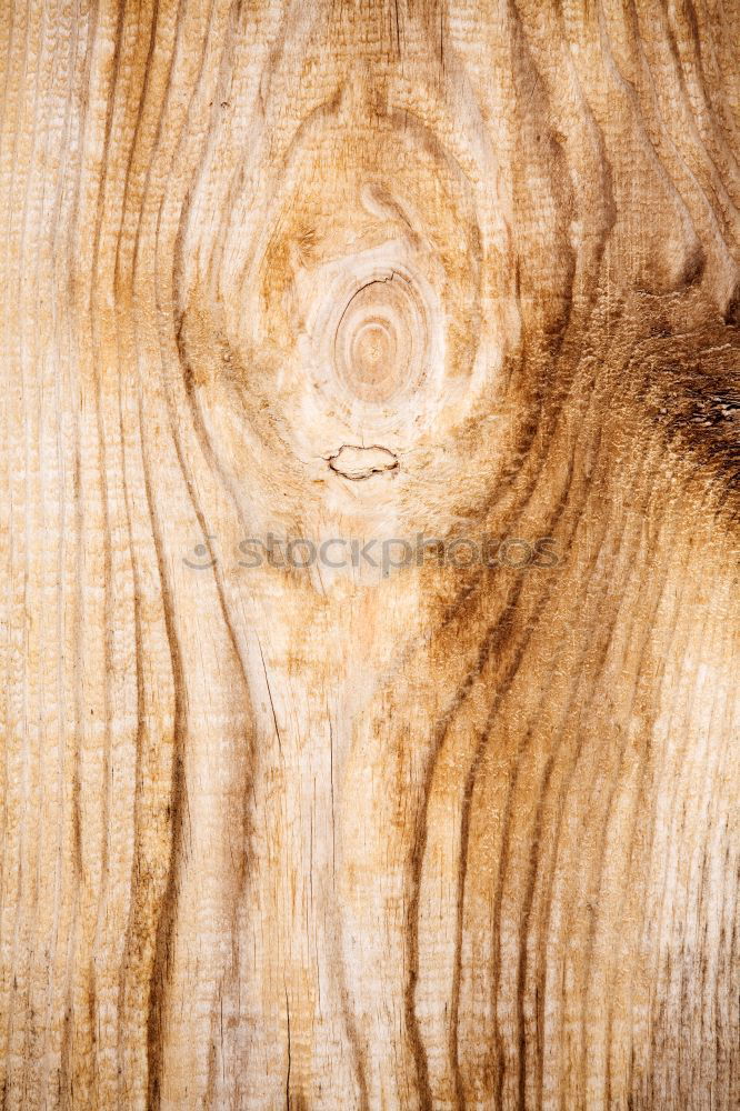 Similar – Texture gnarled Wood grain