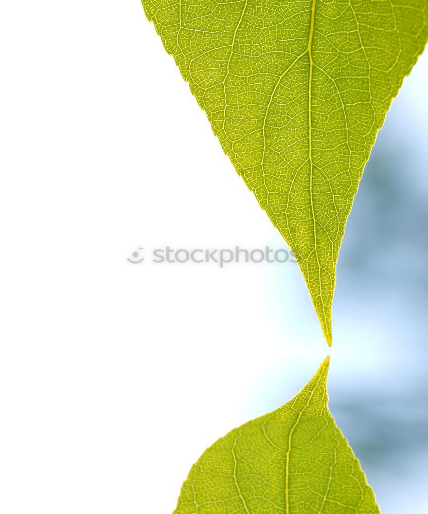 Similar – Image, Stock Photo green green green green blooms the gentian
