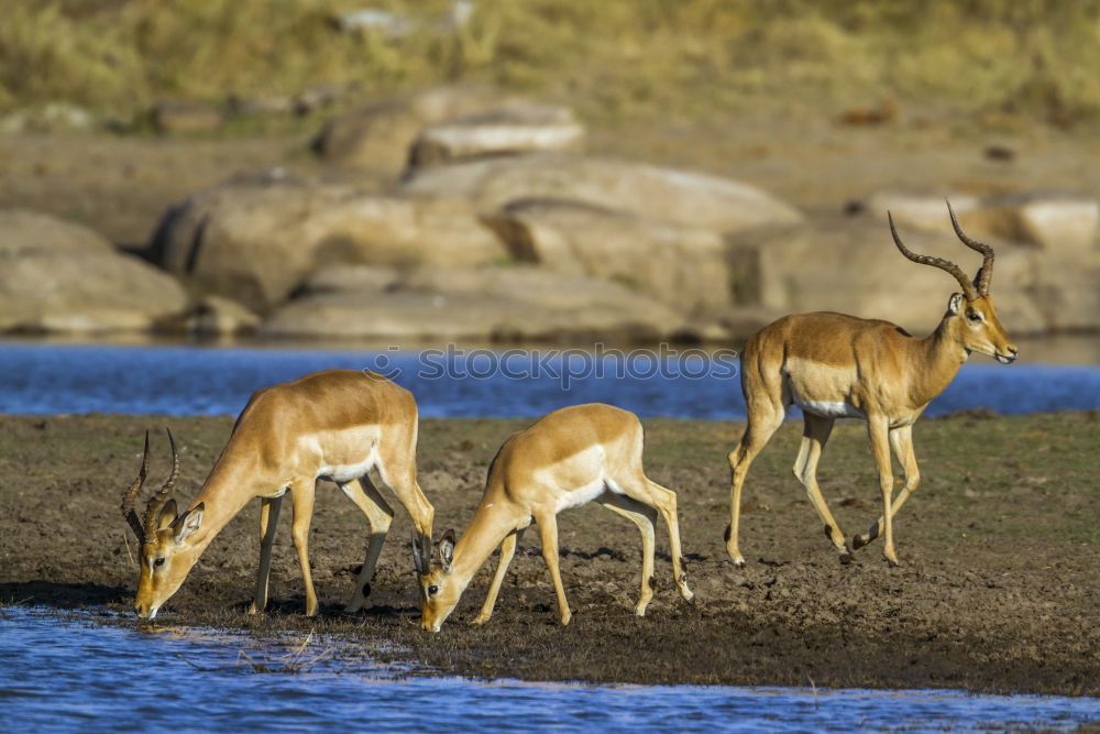 Similar – Guanaco Herd Animal