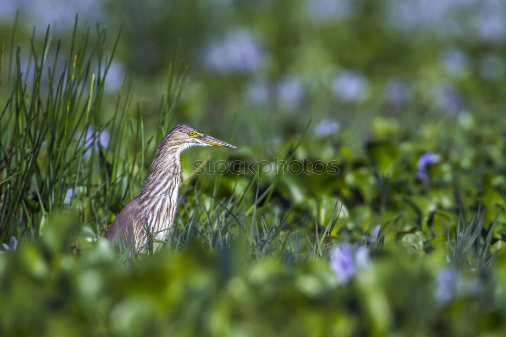 Similar – Katze im Gras Wiese