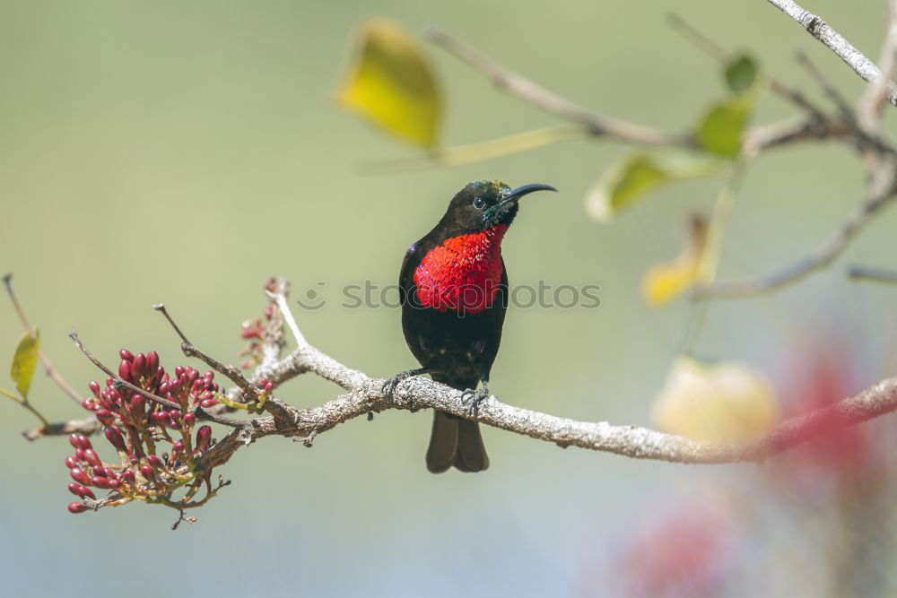 Beautiful Bird (Masked Trogon, Ecuador)