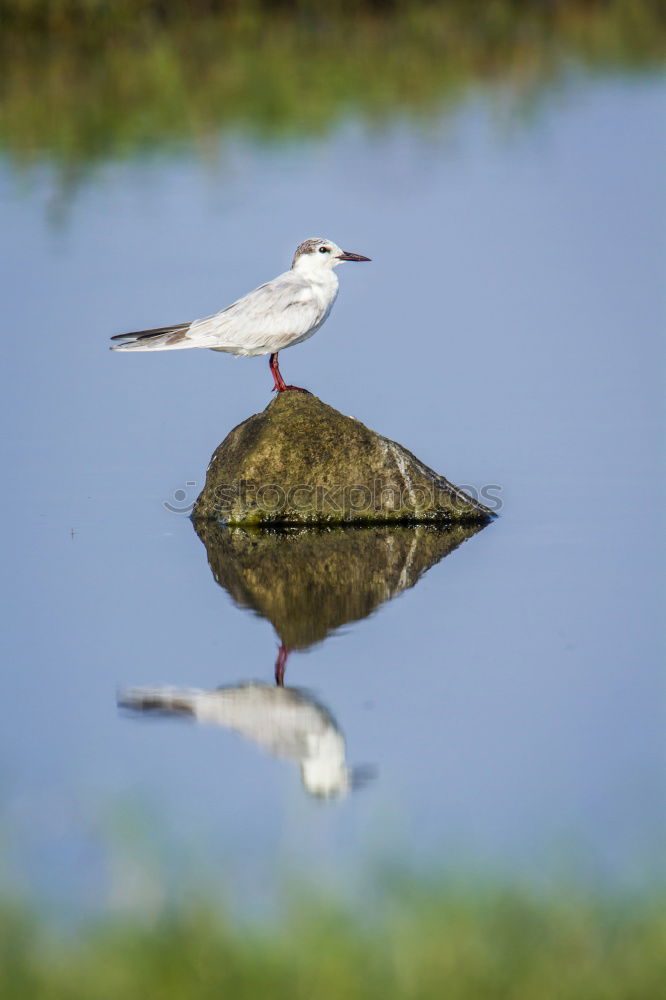 Similar – Seagull at the Baltic Sea beach