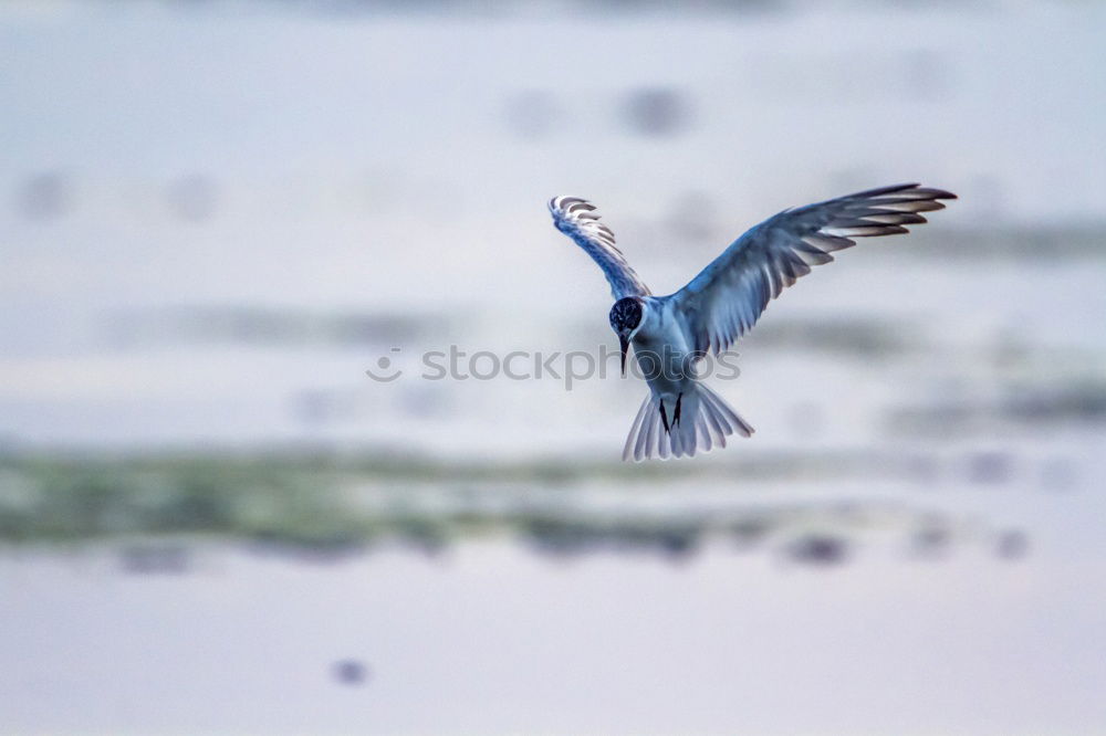 Similar – Foto Bild Dreierreiher Umwelt Natur