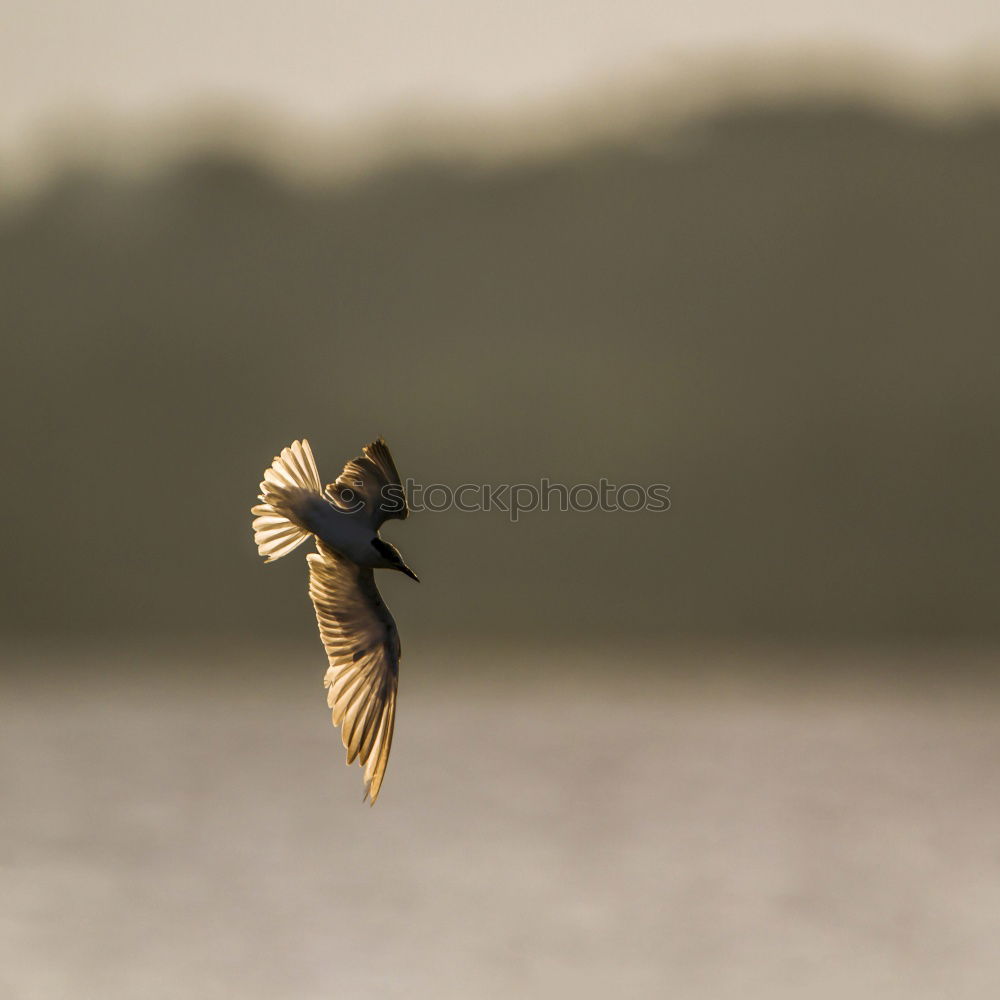 Similar – Image, Stock Photo Ambiguities | Looking Away. Snail eyes