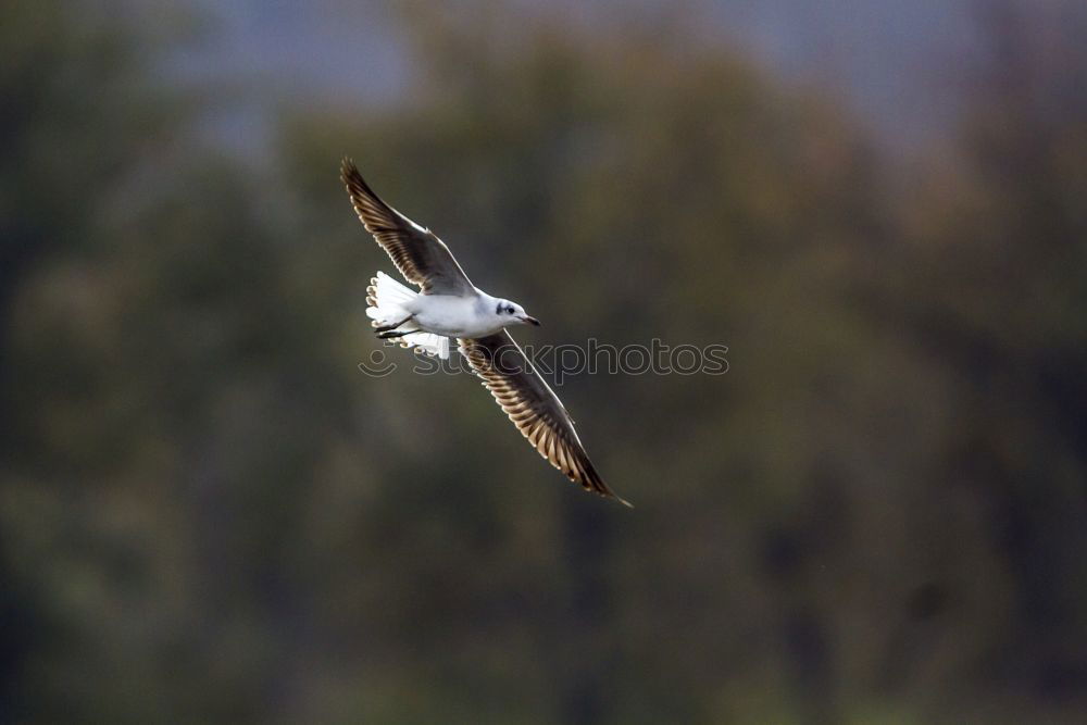 Image, Stock Photo play instinct | windspieler