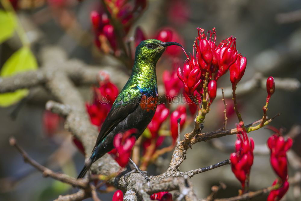 Similar – Foto Bild Kolibri II Ausflug