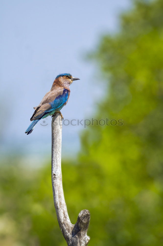 Similar – Kingfisher on Sri Lanka