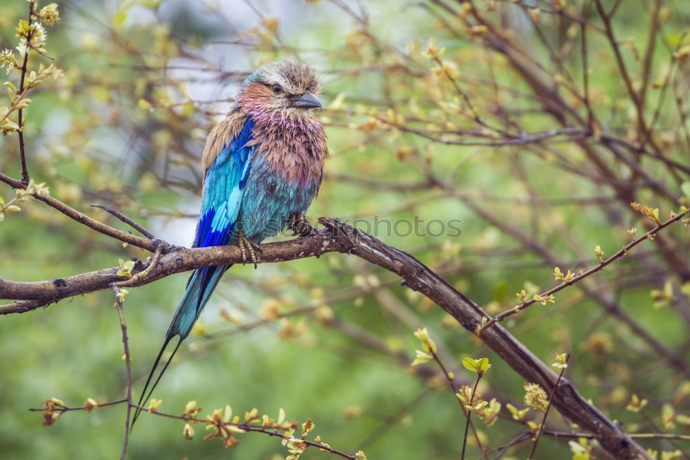 Similar – Image, Stock Photo Thrush in tree Environment