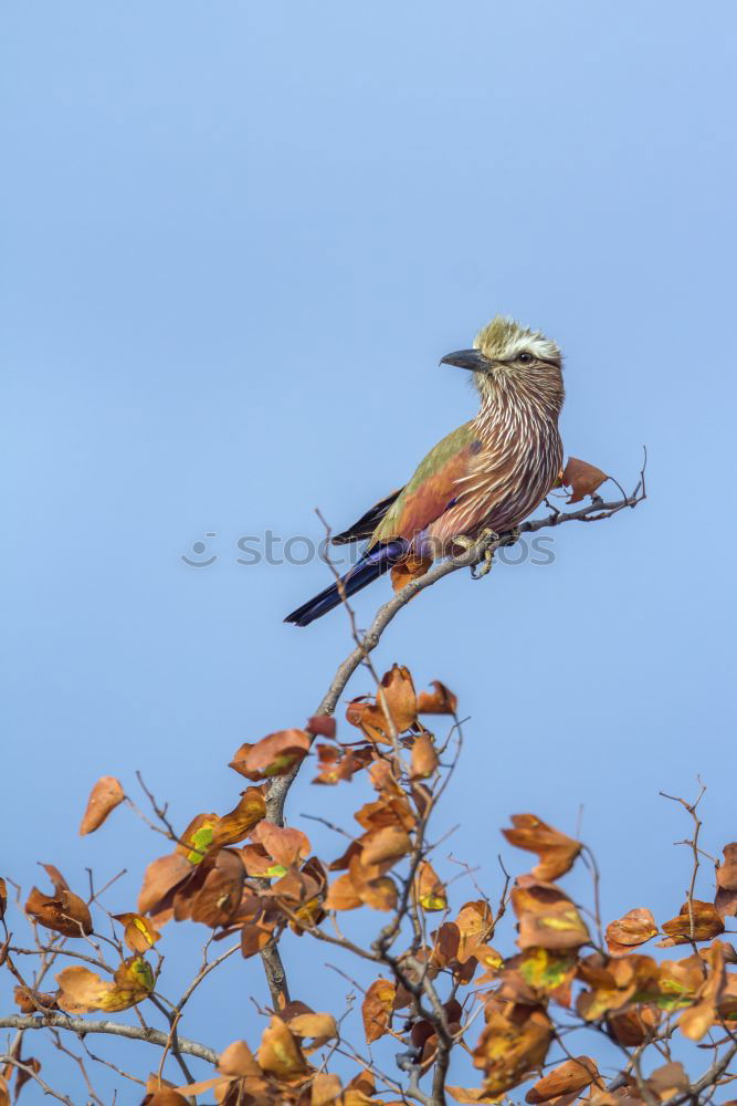 Similar – Image, Stock Photo Juniper Thrush in a Tree