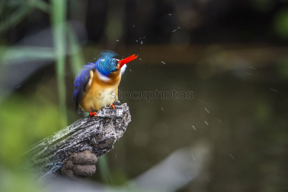 Similar – Image, Stock Photo Southern Red Bishop