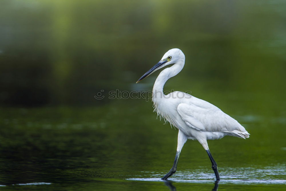 Similar – Foto Bild Reiherlei Umwelt Natur