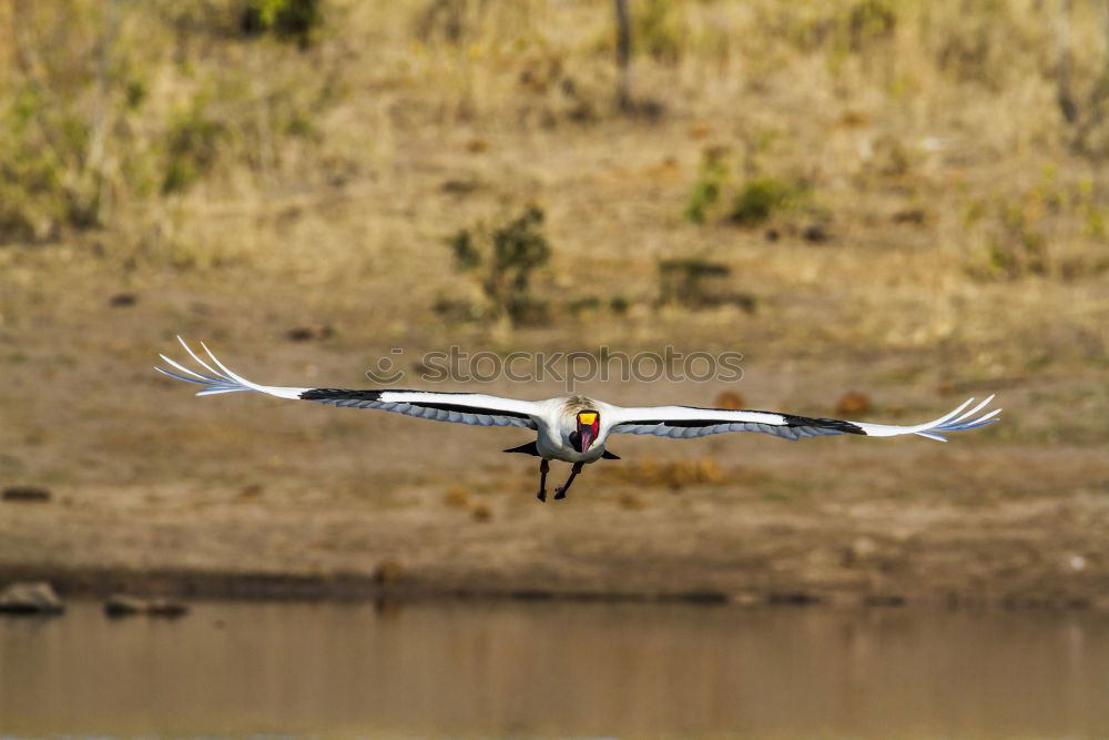 Similar – cleaning day Field Animal