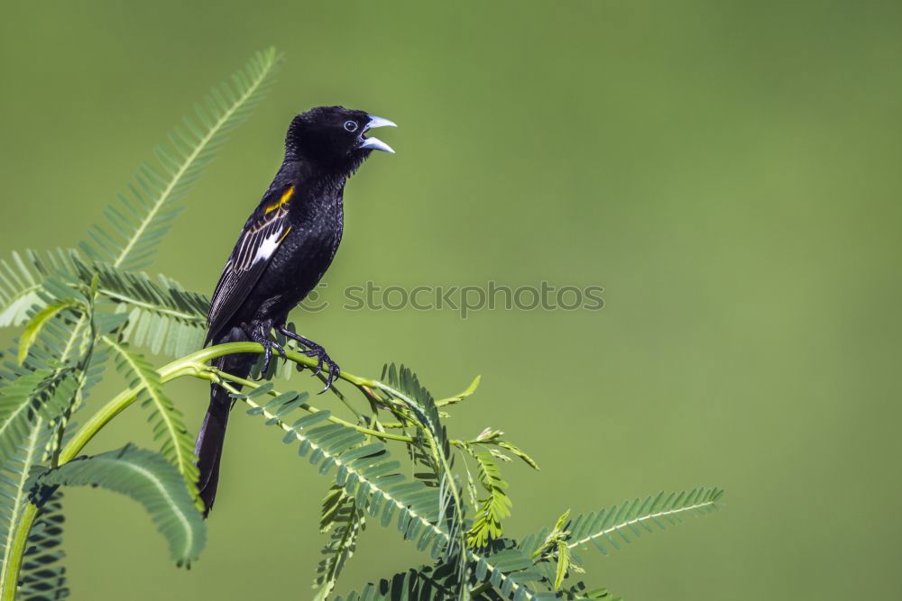 Similar – Image, Stock Photo Jackdaw Nature Animal Sun