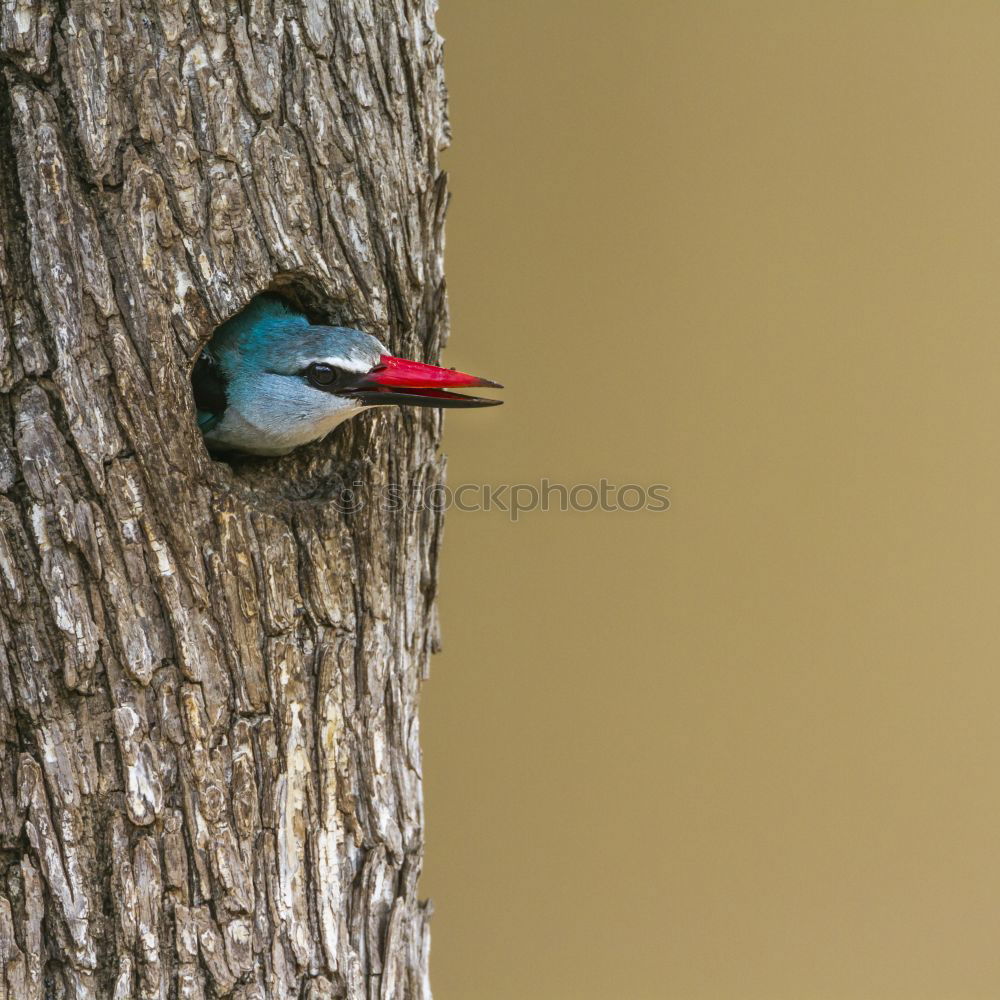 Similar – Image, Stock Photo Woodpecker looks crooked out of the hollow of the tree