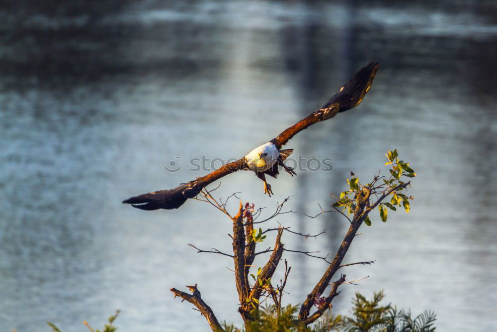 Similar – Image, Stock Photo tightrope walkers Nature