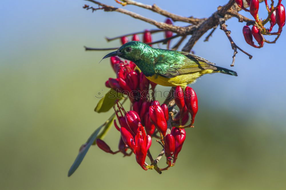 Similar – Foto Bild Kolibri II Ausflug