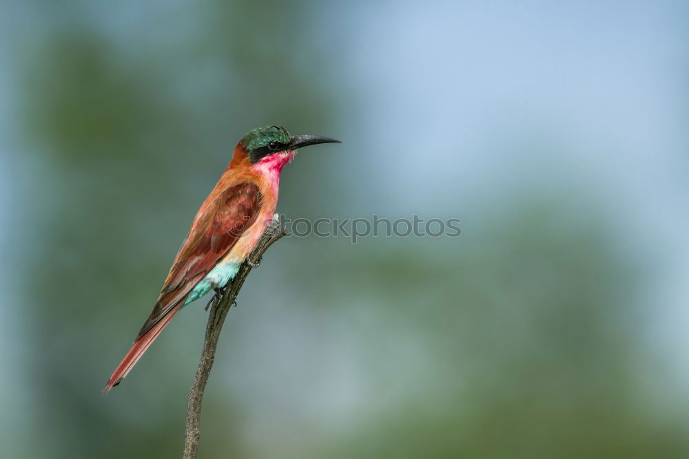 Similar – Flying Artist (Hummingbird, Cloud Forest Ecuador)