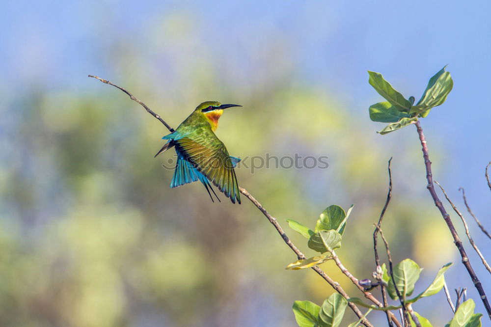 Similar – Image, Stock Photo black-yellow Nature Animal