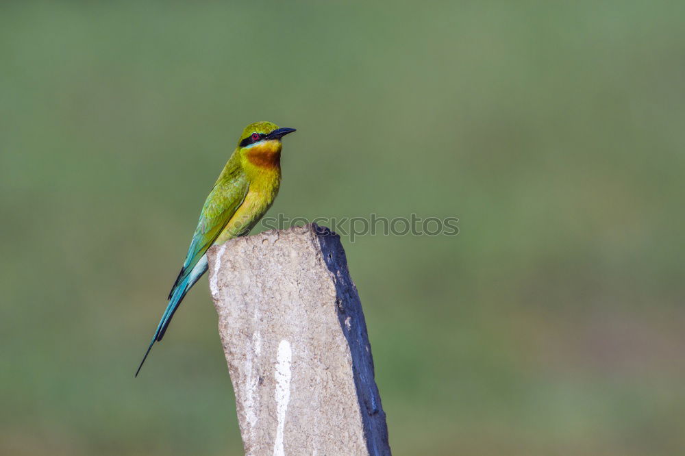 Image, Stock Photo Tit? Bird Tit mouse Green