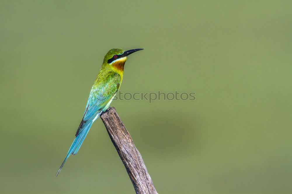 Similar – Image, Stock Photo Flying Artist II (Hummingbird, Cloud Forest Ecuador)