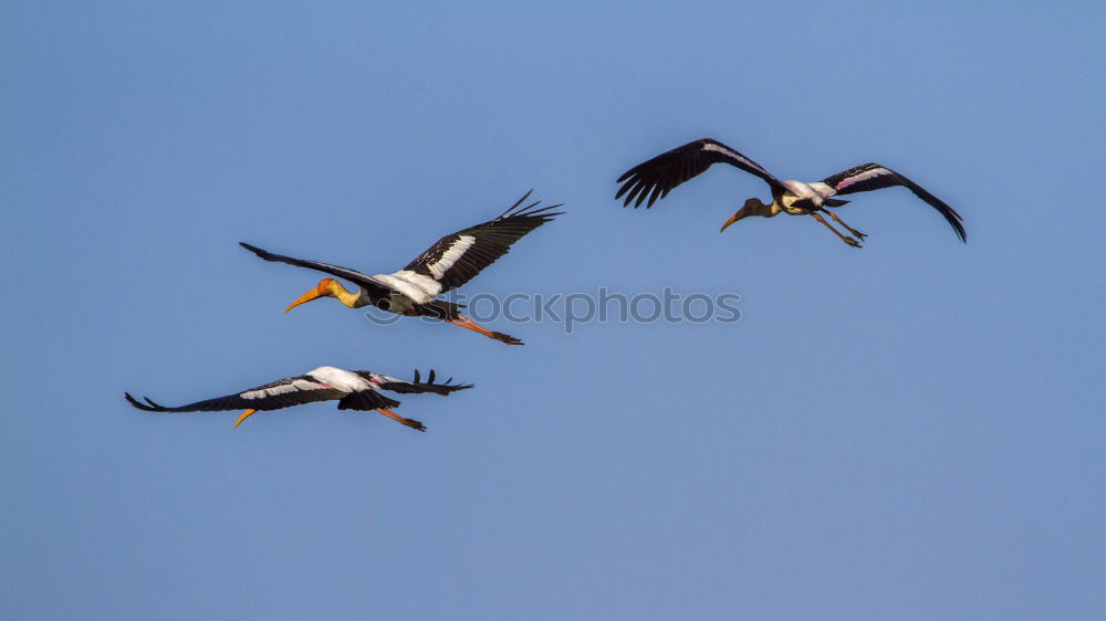 Similar – Greater Flamingos Animal