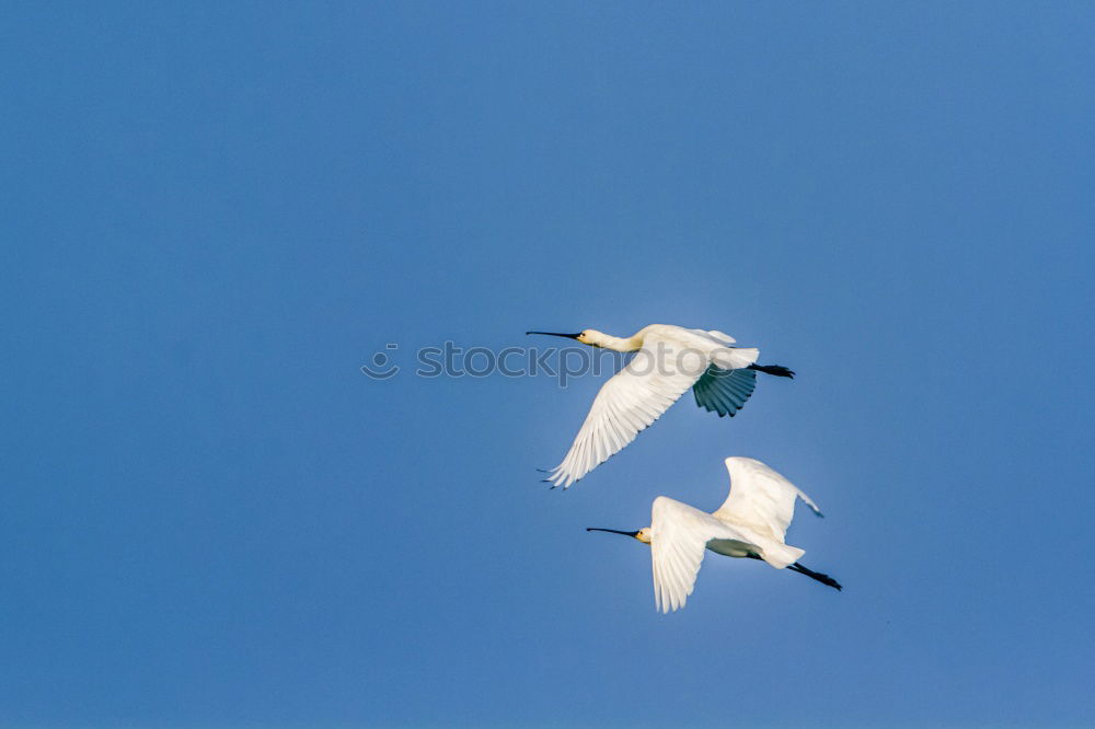 Similar – Image, Stock Photo formation flight Animal