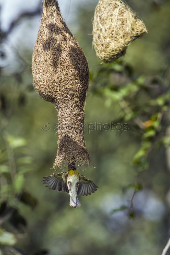 Similar – Image, Stock Photo Nuthatch with food at the nest box. In this particular case, a queen ant is brought into the nest box of the nuthatch family and suffers a gruesome fate.