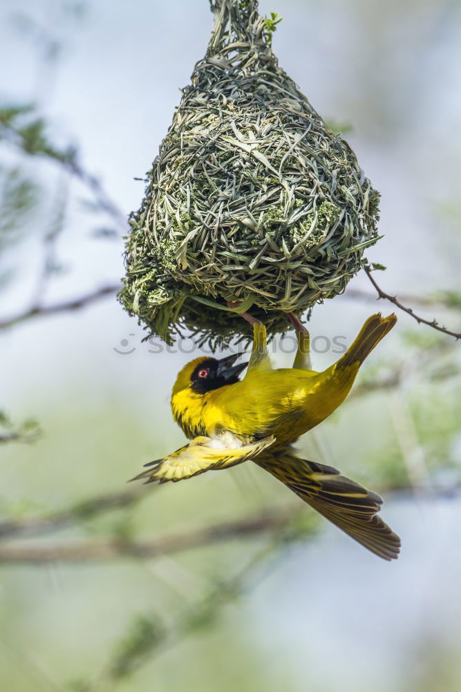 Similar – Image, Stock Photo Yellow weaver bird building a nest