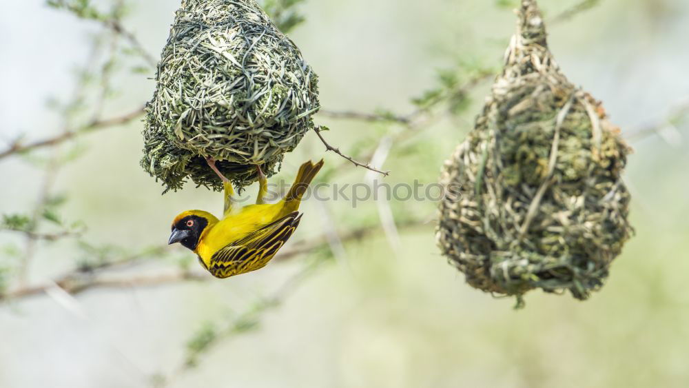 Similar – Image, Stock Photo Yellow weaver bird building a nest