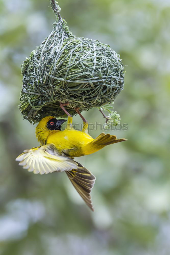 Similar – Image, Stock Photo Yellow weaver bird building a nest