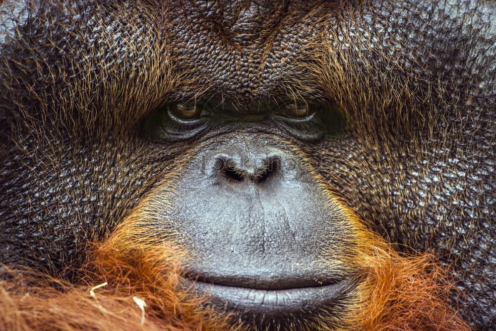 Similar – Image, Stock Photo World’s cutest baby orangutan snuggles with Mom in Borneo