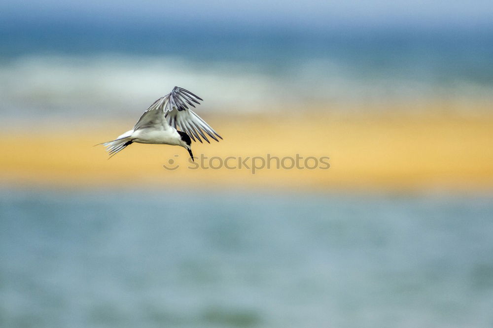 Similar – Image, Stock Photo Up and away! North Sea