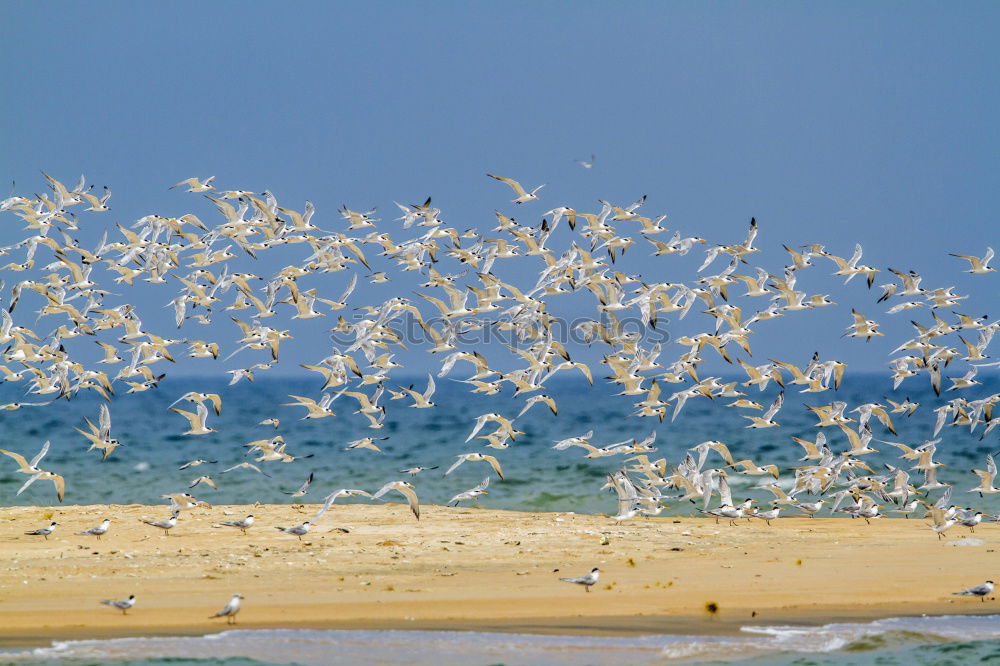 Similar – Image, Stock Photo a flock of seagulls flies up excitedly from a wooden jetty by the lake