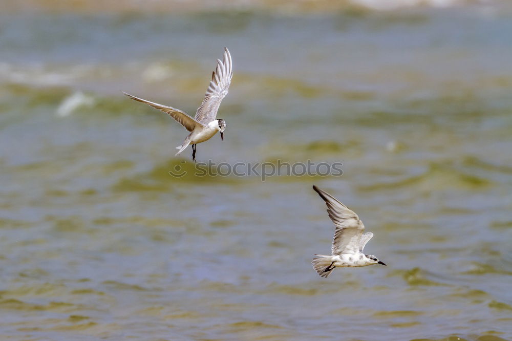 Similar – Foto Bild bird flew by Umwelt Natur