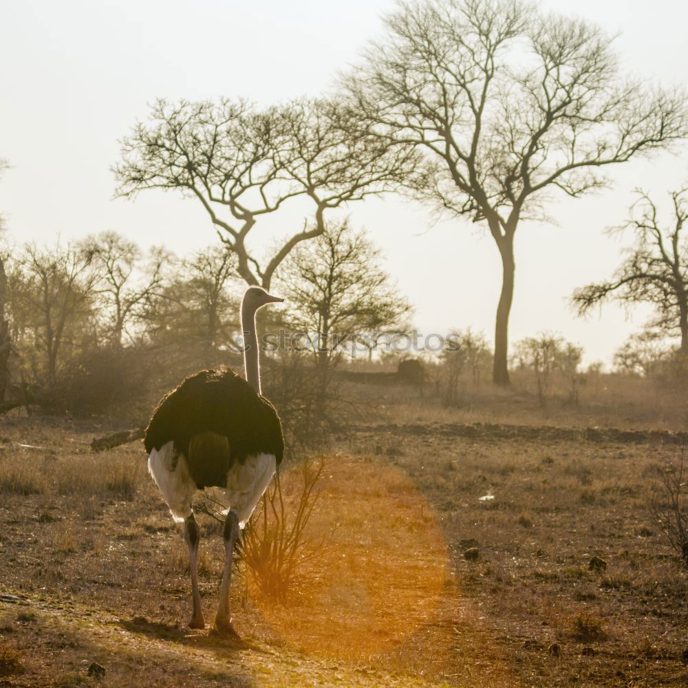 Similar – tomb old trees cows