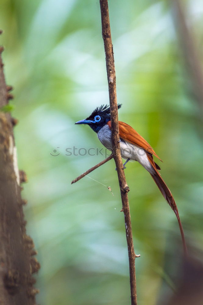 Kingfisher on Sri Lanka