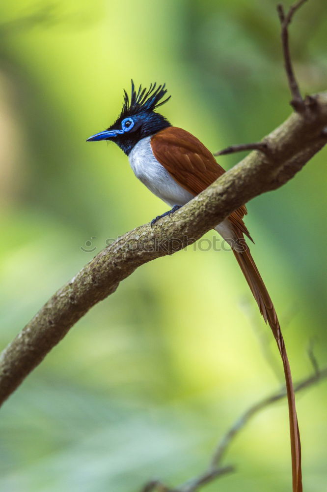 Similar – Kingfisher on Sri Lanka