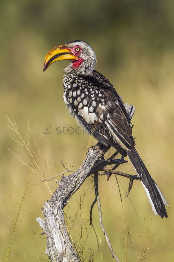 Similar – Image, Stock Photo Southern Yellow-billed Hornbill